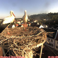 07_40-nest.jpg