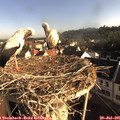 07_45-nest.jpg