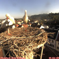 07_50-nest.jpg