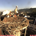 07_55-nest.jpg
