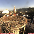 08_00-nest.jpg