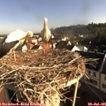 08_05-nest.jpg