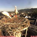 08_10-nest.jpg
