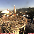 08_15-nest.jpg