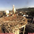 08_20-nest.jpg