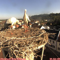 08_25-nest.jpg