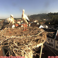 08_30-nest.jpg