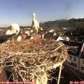 08_35-nest.jpg