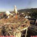08_40-nest.jpg