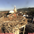 08_45-nest.jpg