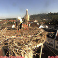 08_50-nest.jpg