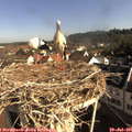 08_55-nest.jpg