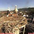 09_00-nest.jpg