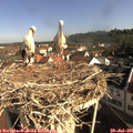 09_05-nest.jpg