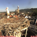 09_10-nest.jpg