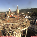 09_15-nest.jpg