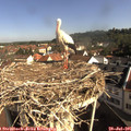 09_20-nest.jpg