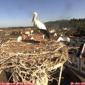 09_30-nest.jpg