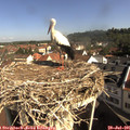 09_35-nest.jpg