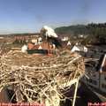 09_40-nest.jpg