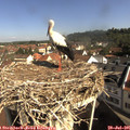 09_45-nest.jpg