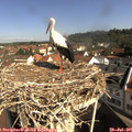 09_50-nest.jpg