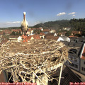 10_20-nest.jpg