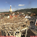 10_40-nest.jpg