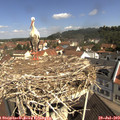 10_45-nest.jpg