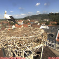 11_10-nest.jpg