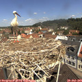 11_20-nest.jpg