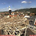 11_25-nest.jpg