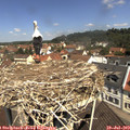 11_30-nest.jpg