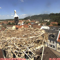 11_40-nest.jpg