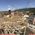 11_45-nest.jpg