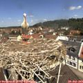 11_50-nest.jpg