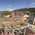 11_55-nest.jpg