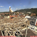 12_00-nest.jpg