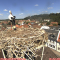 12_05-nest.jpg