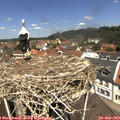 12_15-nest.jpg
