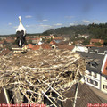 12_20-nest.jpg