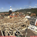12_25-nest.jpg