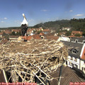 12_30-nest.jpg