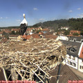 12_35-nest.jpg