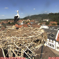 12_40-nest.jpg
