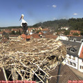 12_50-nest.jpg
