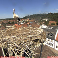 12_55-nest.jpg