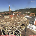 13_00-nest.jpg