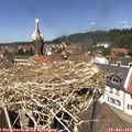 13_10-nest.jpg
