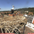 13_40-nest.jpg
